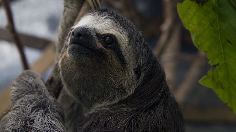 COLOMBIA-ANIMALS-SLOTH-FOUNDATION