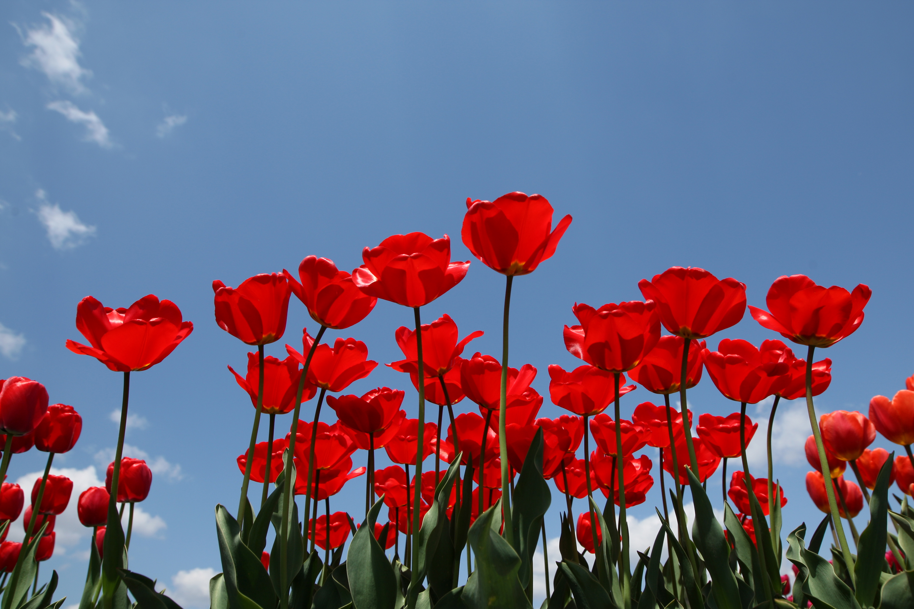 San Francisco S Annual Tulip Garden Returns 99 7 Now